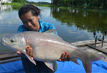 1076_Palm Tree Lagoon Fishing Park_Brahmaputra Labeo_Labeo dyocheilus.jpg 1076_Palm Tree Lagoon Fishing Park_Brahmaputra Labeo_Labeo dyocheilus.jpg